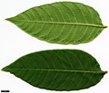 SpeciesSub: var. sinica